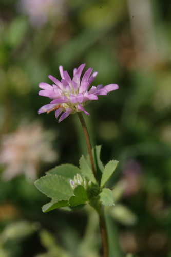 Trifolium resupinatum #2